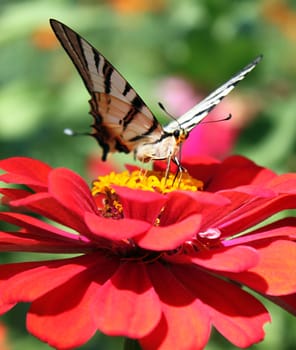 butterfly (Scarce Swallowtail) sitting on flower (zinnia)