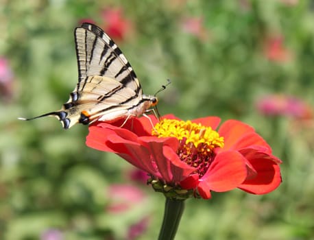 butterfly (Scarce Swallowtail) sitting on flower (zinnia)