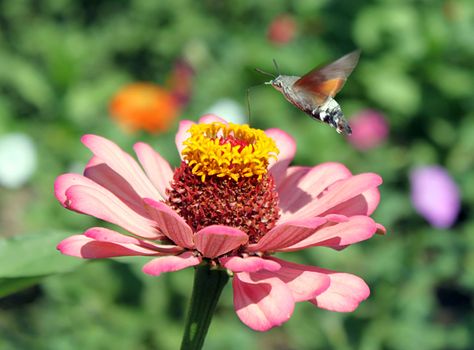 hawk moth flying over pink flower (zinnia)