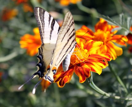 butterfly (Scarce Swallowtail) sitting on flower (marigold)