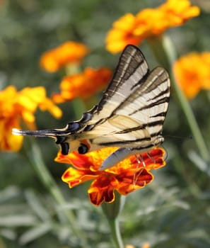 butterfly (Scarce Swallowtail) sitting on flower (marigold)