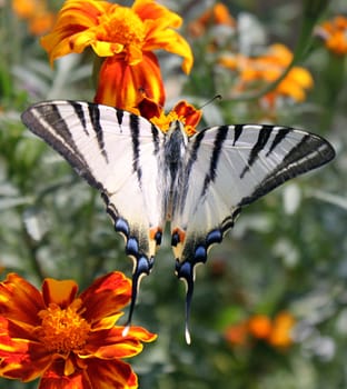 butterfly (Scarce Swallowtail) sitting on flower (marigold)