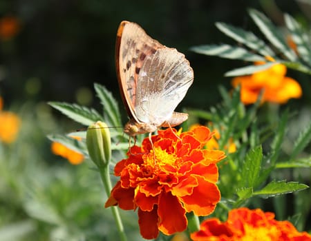 butterfly (Silver-washed Fritillary) on marigold