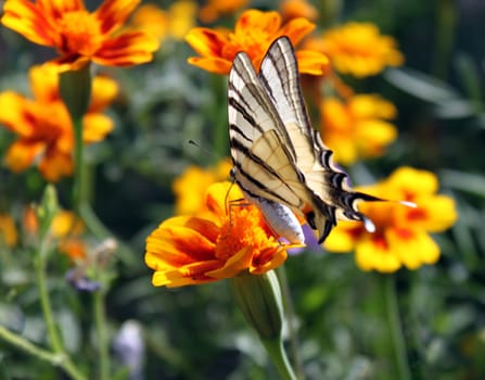 butterfly (Scarce Swallowtail) sitting on flower (marigold)