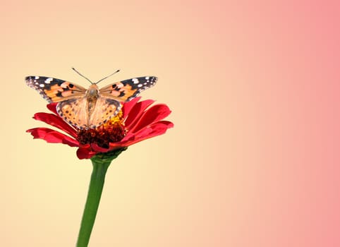 butterfly (Painted Lady) on flower (zinnia)