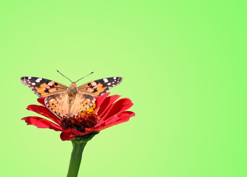 butterfly (Painted Lady) on flower (zinnia) over green background