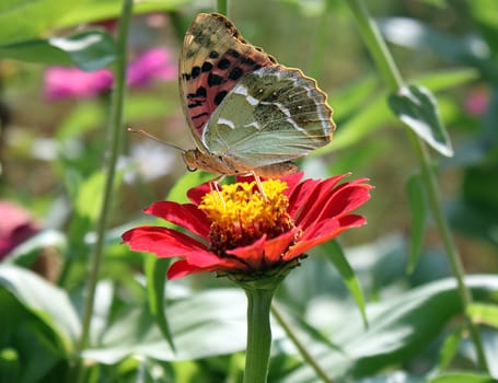 butterfly (Silver-washed Fritillary) sitting on flower (zinnia)