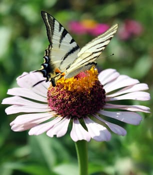butterfly (Scarce Swallowtail) sitting on flower (zinnia)
