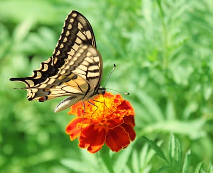 butterfly (Papilio Machaon) sitting on flower (marigold)