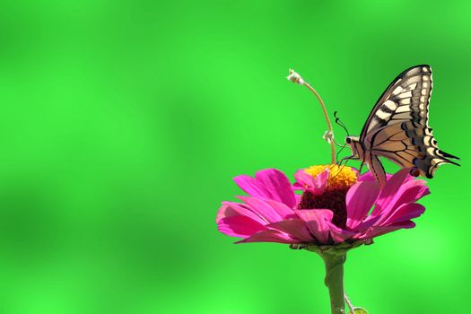 butterfly (Papilio Machaon) sitting on flower (zinnia) over clean green background