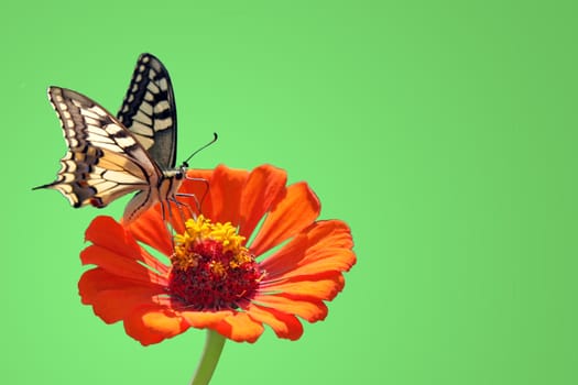 butterfly (Papilio Machaon) sitting on flower (zinnia) over clean green background