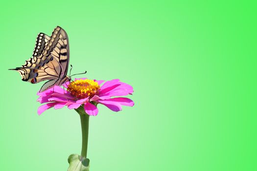 butterfly (Papilio Machaon) sitting on flower (zinnia) over clean green background