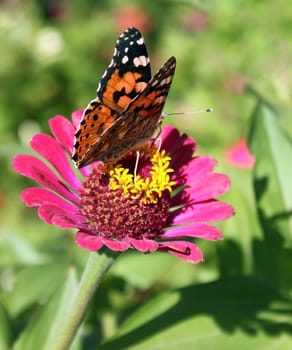 butterfly (Painted Lady) sitting on flower (red zinnia)