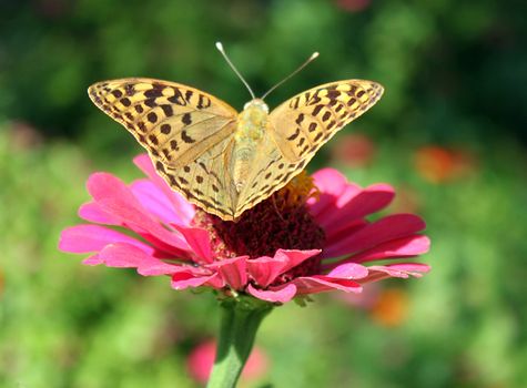 butterfly (Silver-washed Fritillary) sitting on flower (zinnia)