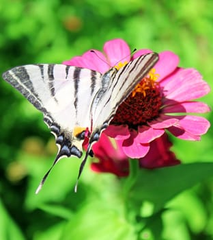 butterfly (Scarce Swallowtail) sitting on flower (zinnia)