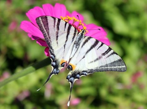 butterfly (Scarce Swallowtail) sitting on flower (zinnia)