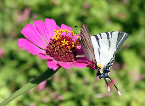 butterfly (Scarce Swallowtail) sitting on flower (zinnia)