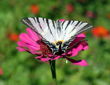 butterfly (Scarce Swallowtail) sitting on flower (zinnia)