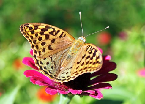 butterfly (Silver-washed Fritillary) sitting on flower (zinnia)