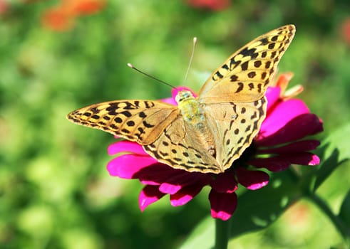 butterfly (Silver-washed Fritillary) sitting on flower (zinnia)