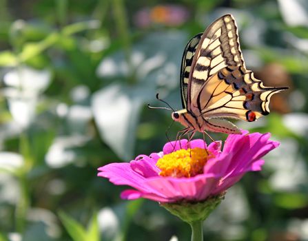 flora, background, nature, environment, flower, insect, fauna, butterfly, sitting, wings, open, opened, colorful, summer, natural, zinnia, machaon, papilio, red, pink