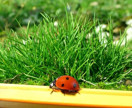 ladybug on a pencil over grass