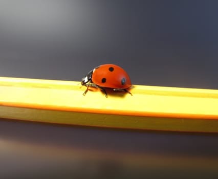 ladybug on a pencil