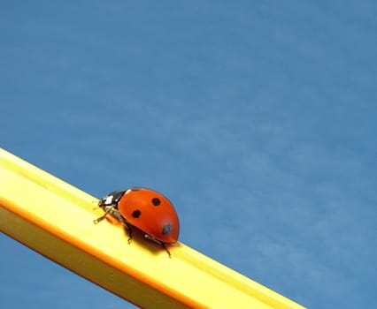 ladybug on pencil over sky
