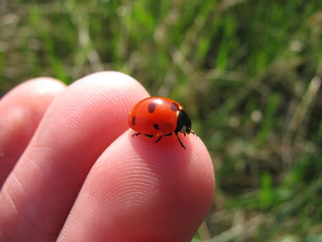 ladybug sitting on a finger
