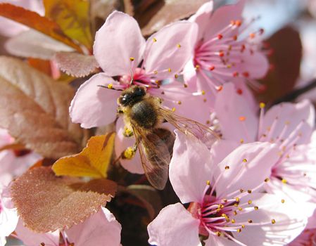 bee on a pink blossoming tree