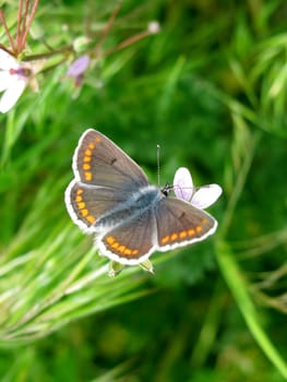 butterfly (lycaenidae) on wild flower