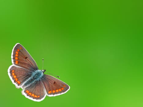 green background with butterfly (lycaenidae)