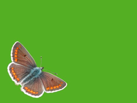 green background with butterfly (lycaenidae)