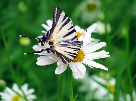 butterfly (Scarce Swallowtail) on flower (camomile)