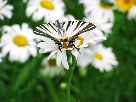 butterfly (Scarce Swallowtail) on flower (camomile)