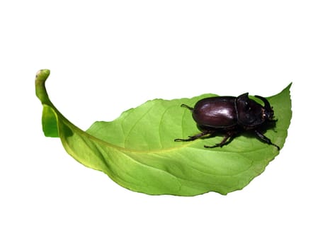 unicorn beetle on leaf isolated on white