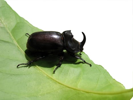 unicorn beetle on leaf isolated on white