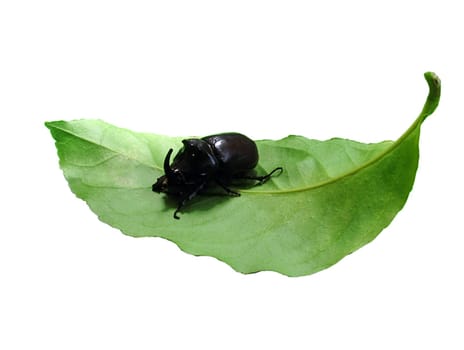 unicorn beetle on leaf isolated on white