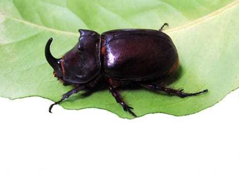 unicorn beetle on leaf isolated on white