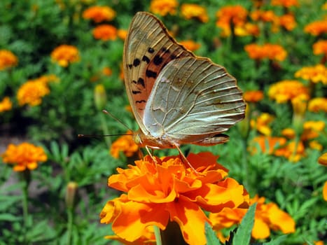 butterfly on flower (marigold)