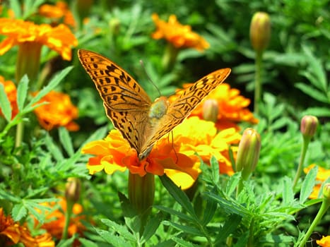 butterfly (Silver-washed Fritillary) on marigold flower