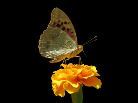 butterfly on marigold over black