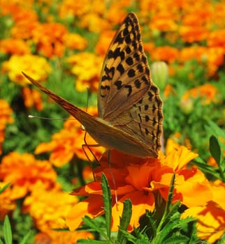 butterfly (Silver-washed Fritillary) on marigold flower