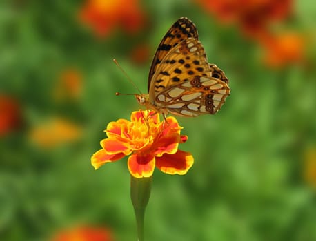 butterfly on flower (marigold) over green background