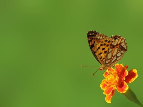 butterfly on flower (marigold) over green background