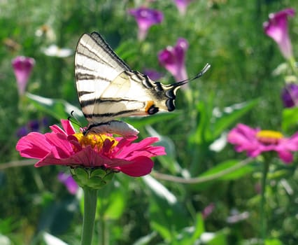 butterfly (Scarce Swallowtail) on flower(zinnia)