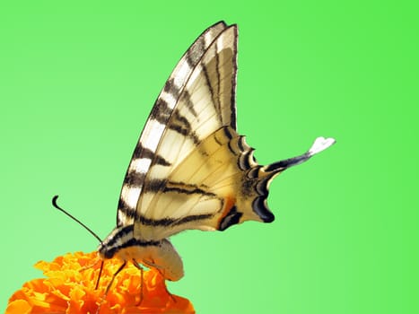 butterfly (Scarce Swallowtail) on flower(marigold)