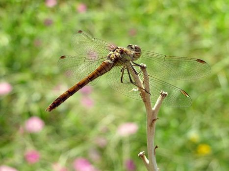 dragonfly on a meadow