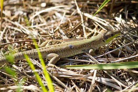 Balkan green lizard, Lacerta trilineata, Island of Susak, Croatia