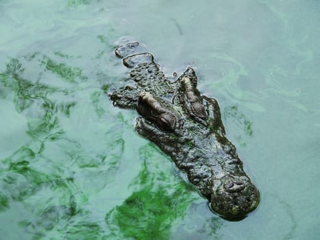 Crocodile in the green lake